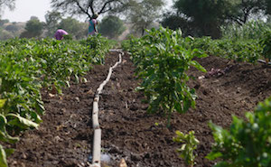 garden irrigation